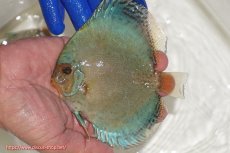 画像1: 【ディスカス】【通販】アルタムロイヤルブリリアント（ハイフォーム ワームパターン）【個体販売】11cm（生体）マレーシア　NAディスカスファーム (1)