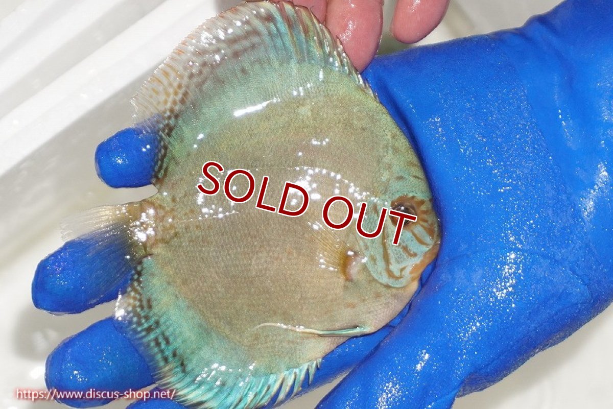 画像2: 【ディスカス】【通販】アルタムロイヤルブリリアント（ハイフォーム ワームパターン）【個体販売】11cm（生体）マレーシア　NAディスカスファーム (2)