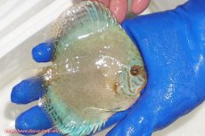 画像2: 【ディスカス】【通販】アルタムロイヤルブリリアント（ハイフォーム ワームパターン）【個体販売】11cm（生体）マレーシア　NAディスカスファーム (2)