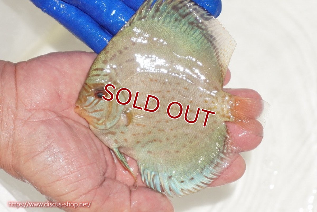 画像1: 【ディスカス】【通販】アルタムロイヤルブリリアント（ハイフォーム ワームパターン）【個体販売】11cm（生体）マレーシア　NAディスカスファーム (1)