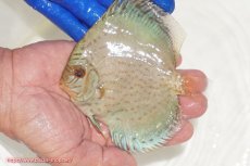 画像1: 【ディスカス】【通販】アルタムロイヤルブリリアント（ハイフォーム ワームパターン）【個体販売】11cm（生体）マレーシア　NAディスカスファーム (1)