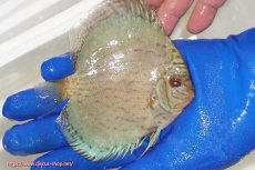 画像2: 【ディスカス】【通販】アルタムロイヤルブリリアント（ハイフォーム ワームパターン）【個体販売】11cm（生体）マレーシア　NAディスカスファーム (2)