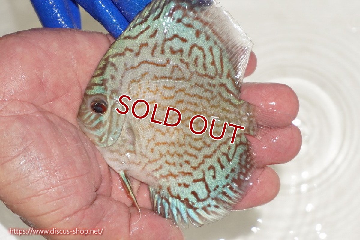 画像1: 【ディスカス】【通販】アルタムロイヤルブリリアント（ハイフォーム ラインパターン）【個体販売】9cm（生体）マレーシア　NAディスカスファーム (1)