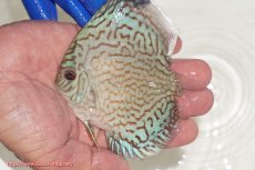 画像1: 【ディスカス】【通販】アルタムロイヤルブリリアント（ハイフォーム ラインパターン）【個体販売】9cm（生体）マレーシア　NAディスカスファーム (1)