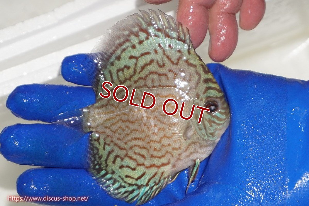 画像2: 【ディスカス】【通販】アルタムロイヤルブリリアント（ハイフォーム ラインパターン）【個体販売】9cm（生体）マレーシア　NAディスカスファーム (2)