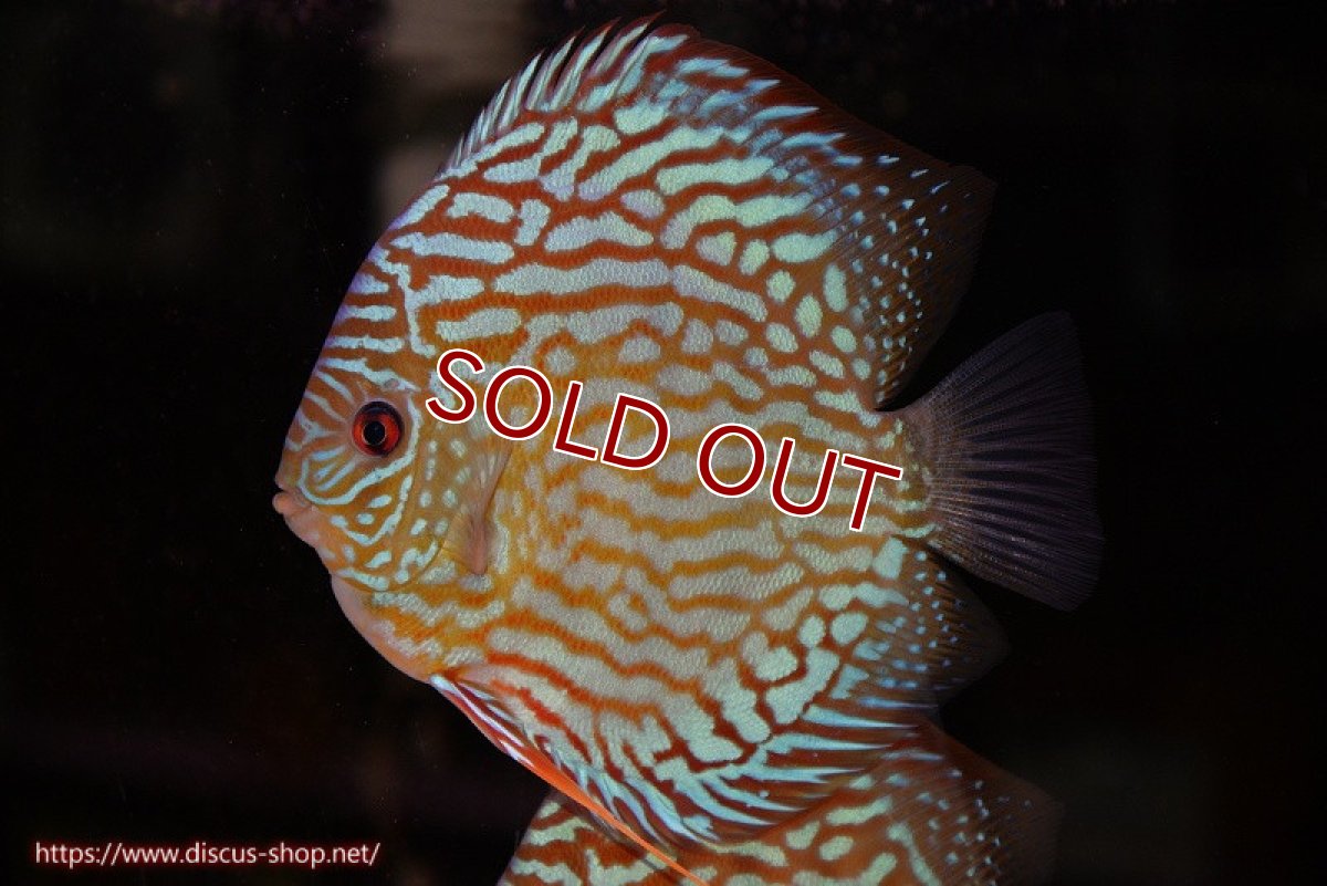 画像1: 【ディスカス】【通販】【無限の可能性を秘めた超絶激レア ストレイン】ウルトラセルーリアver2025【個体販売】14-15cm （生体）国産ディスカス　京都産 (1)