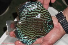 画像2: 【ディスカス】【通販】【無限の可能性を秘めた超絶激レア ストレイン】ウルトラセルーリアver2025【個体販売】14-15cm （生体）国産ディスカス　京都産 (2)