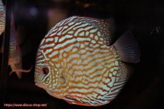 画像3: 【ディスカス】【通販】【無限の可能性を秘めた超絶激レア ストレイン】ウルトラセルーリアver2025【個体販売】14-15cm （生体）国産ディスカス　京都産 (3)