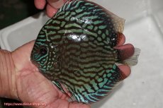 画像4: 【ディスカス】【通販】【無限の可能性を秘めた超絶激レア ストレイン】ウルトラセルーリアver2025【個体販売】14-15cm （生体）国産ディスカス　京都産 (4)