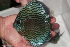 画像1: 【ディスカス】【通販】【無限の可能性を秘めた超絶激レア ストレイン】ウルトラセルーリアver2025【個体販売】14-15cm （生体）国産ディスカス　京都産 (1)