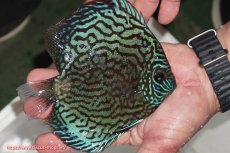 画像2: 【ディスカス】【通販】【無限の可能性を秘めた超絶激レア ストレイン】ウルトラセルーリアver2025【個体販売】14-15cm （生体）国産ディスカス　京都産 (2)