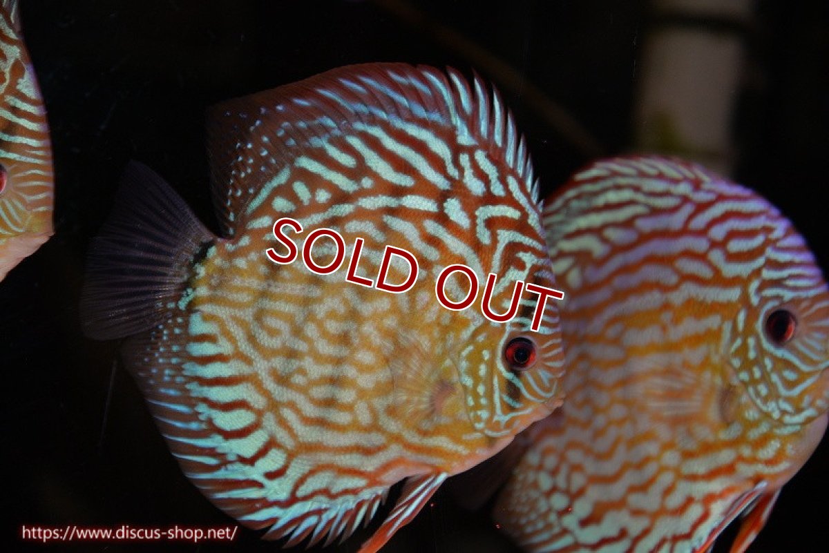 画像1: 【ディスカス】【通販】【無限の可能性を秘めた超絶激レア ストレイン】ウルトラセルーリアver2025【個体販売】13-14cm （生体）国産ディスカス　京都産 (1)