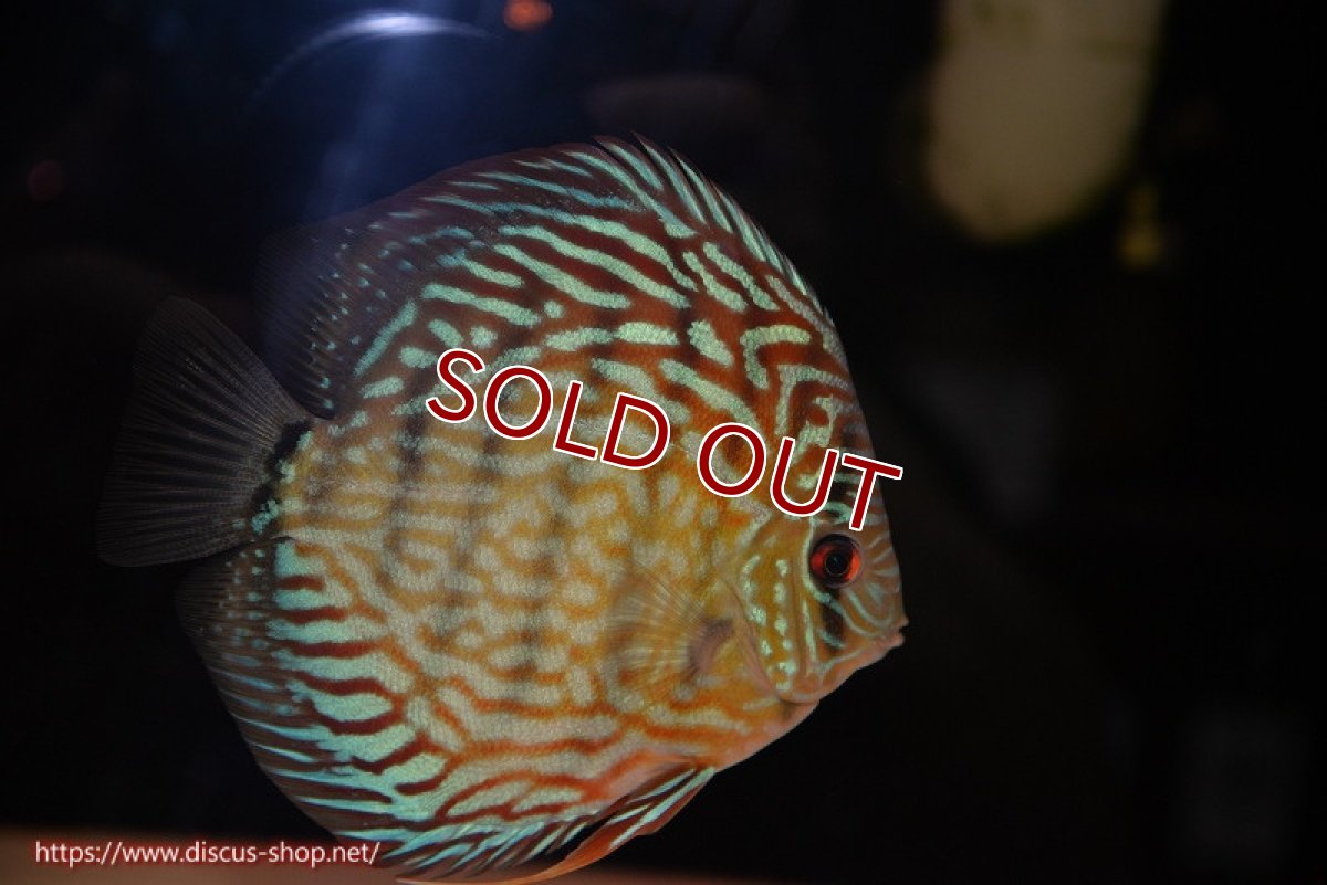 画像2: 【ディスカス】【通販】【無限の可能性を秘めた超絶激レア ストレイン】ウルトラセルーリアver2025【個体販売】13-14cm （生体）国産ディスカス　京都産 (2)