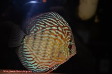 画像2: 【ディスカス】【通販】【無限の可能性を秘めた超絶激レア ストレイン】ウルトラセルーリアver2025【個体販売】13-14cm （生体）国産ディスカス　京都産 (2)