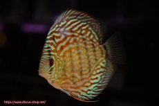 画像3: 【ディスカス】【通販】【無限の可能性を秘めた超絶激レア ストレイン】ウルトラセルーリアver2025【個体販売】13-14cm （生体）国産ディスカス　京都産 (3)