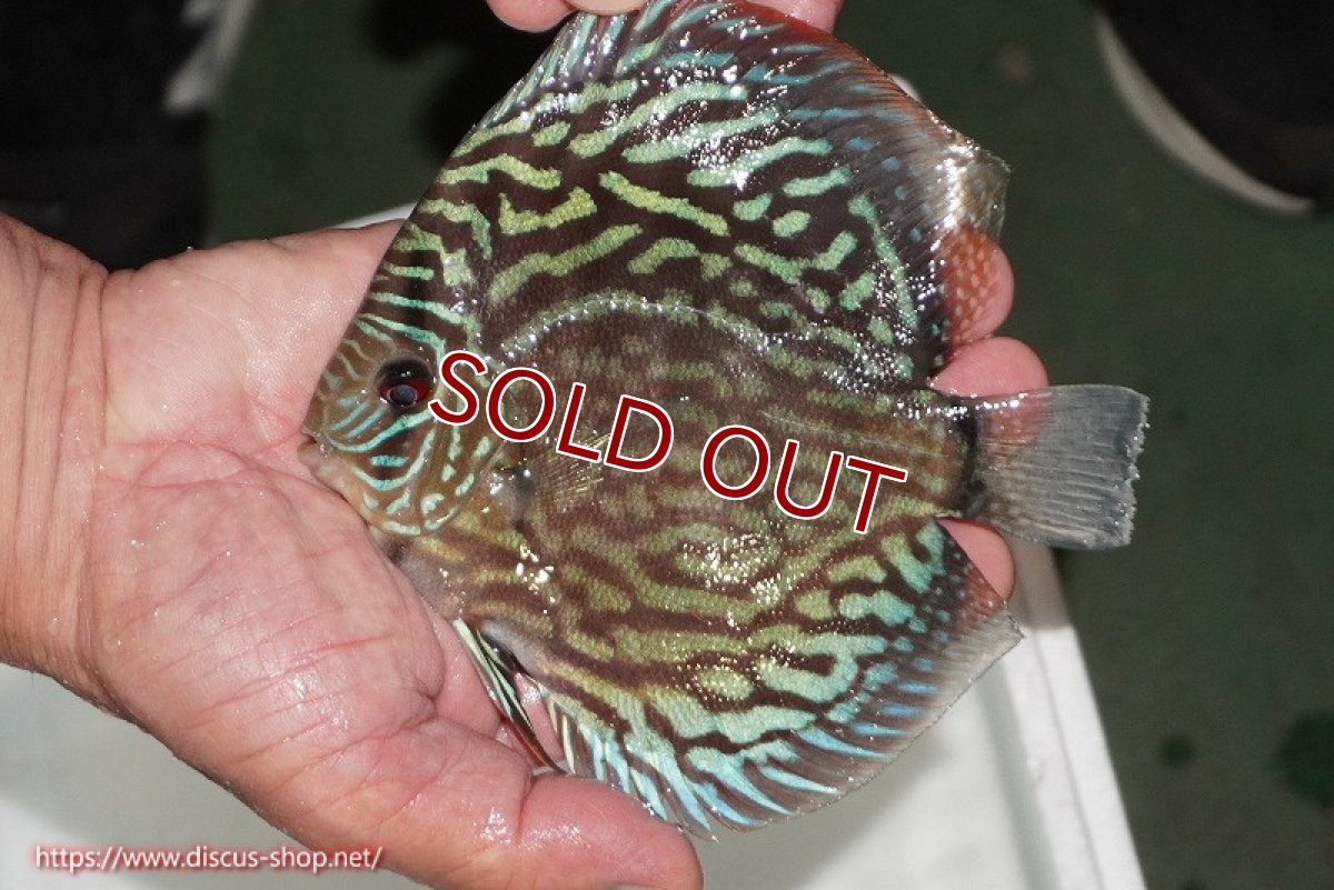 画像4: 【ディスカス】【通販】【無限の可能性を秘めた超絶激レア ストレイン】ウルトラセルーリアver2025【個体販売】13-14cm （生体）国産ディスカス　京都産 (4)