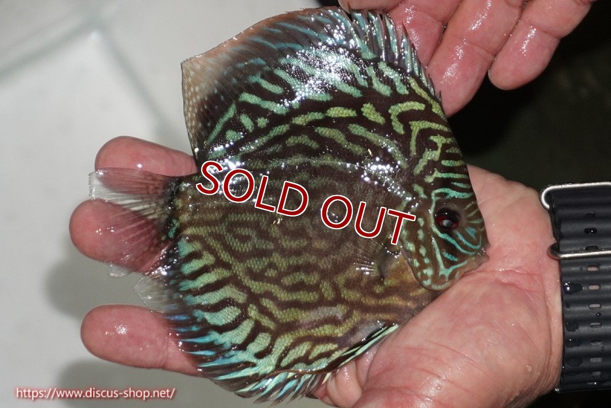 画像5: 【ディスカス】【通販】【無限の可能性を秘めた超絶激レア ストレイン】ウルトラセルーリアver2025【個体販売】13-14cm （生体）国産ディスカス　京都産 (5)