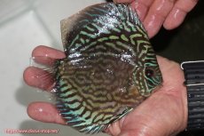 画像5: 【ディスカス】【通販】【無限の可能性を秘めた超絶激レア ストレイン】ウルトラセルーリアver2025【個体販売】13-14cm （生体）国産ディスカス　京都産 (5)