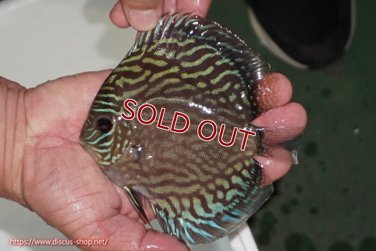 画像1: 【ディスカス】【通販】【無限の可能性を秘めた超絶激レア ストレイン】ウルトラセルーリアver2025【個体販売】13-14cm （生体）国産ディスカス　京都産 (1)