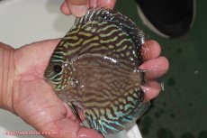 画像1: 【ディスカス】【通販】【無限の可能性を秘めた超絶激レア ストレイン】ウルトラセルーリアver2025【個体販売】13-14cm （生体）国産ディスカス　京都産 (1)