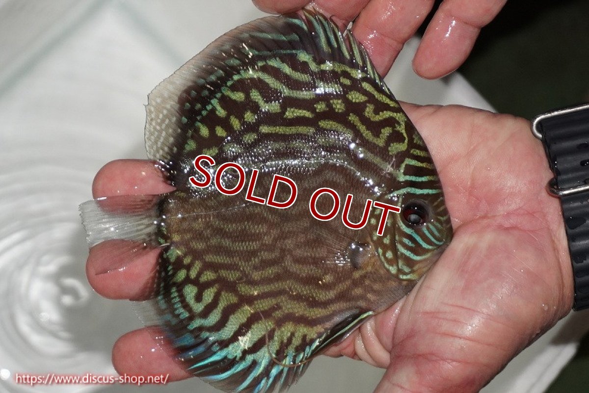 画像2: 【ディスカス】【通販】【無限の可能性を秘めた超絶激レア ストレイン】ウルトラセルーリアver2025【個体販売】13-14cm （生体）国産ディスカス　京都産 (2)