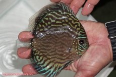 画像3: 【ディスカス】【通販】【無限の可能性を秘めた超絶激レア ストレイン】ウルトラセルーリアver2025【個体販売】13-14cm （生体）国産ディスカス　京都産 (3)