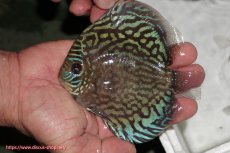 画像1: 【ディスカス】【通販】【無限の可能性を秘めた超絶激レア ストレイン】ウルトラセルーリアver2025【個体販売】12-13cm （生体）国産ディスカス　京都産 (1)