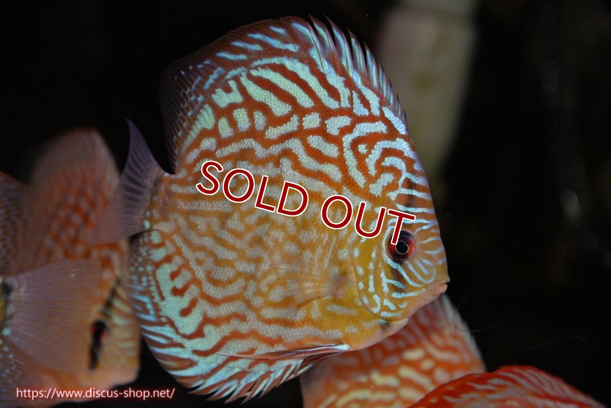 画像2: 【ディスカス】【通販】【無限の可能性を秘めた超絶激レア ストレイン】ウルトラセルーリアver2025【個体販売】12-13cm （生体）国産ディスカス　京都産 (2)