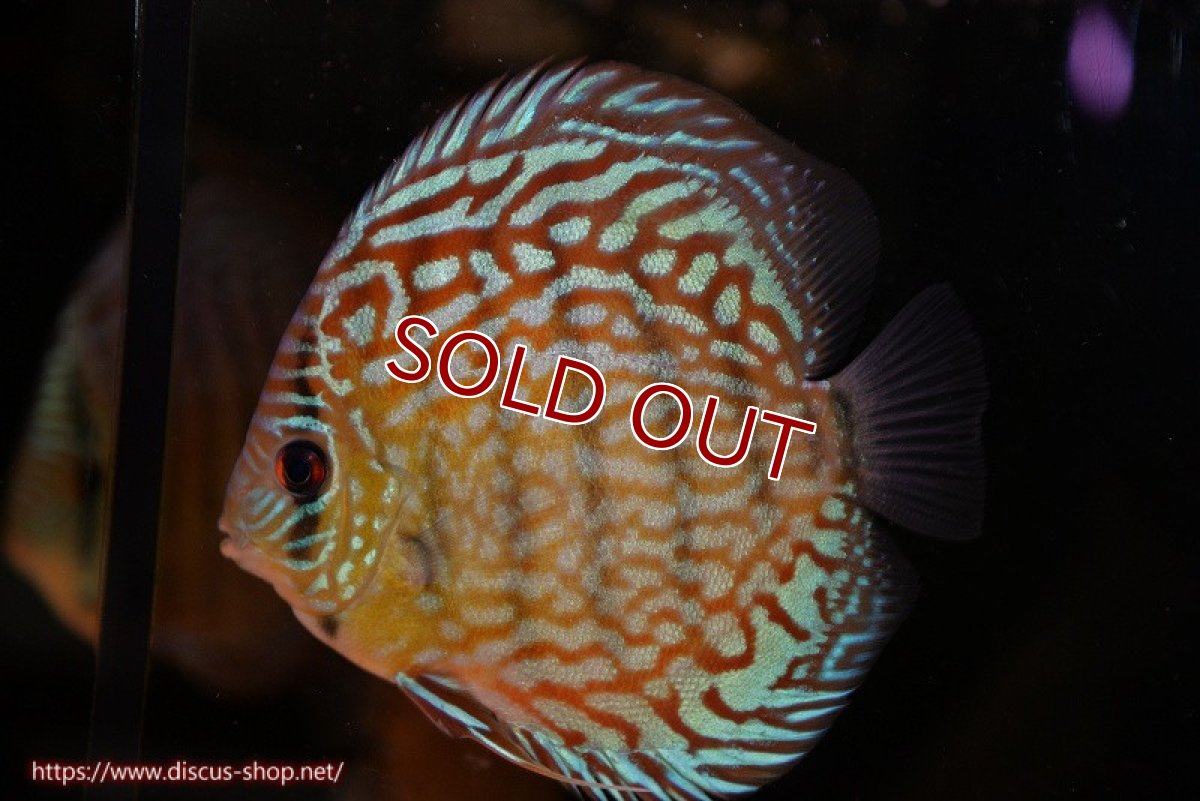 画像3: 【ディスカス】【通販】【無限の可能性を秘めた超絶激レア ストレイン】ウルトラセルーリアver2025【個体販売】12-13cm （生体）国産ディスカス　京都産 (3)