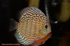 画像4: 【ディスカス】【通販】【無限の可能性を秘めた超絶激レア ストレイン】ウルトラセルーリアver2025【個体販売】12-13cm （生体）国産ディスカス　京都産 (4)