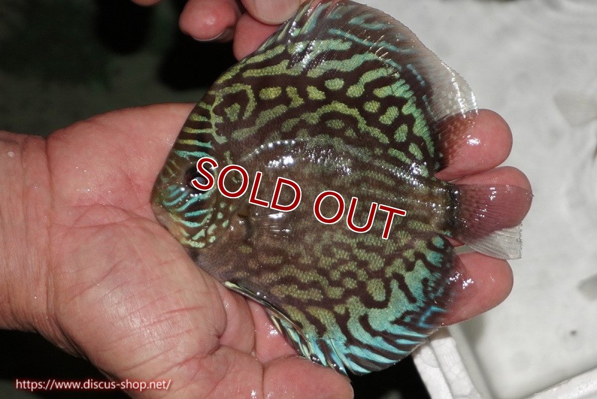 画像5: 【ディスカス】【通販】【無限の可能性を秘めた超絶激レア ストレイン】ウルトラセルーリアver2025【個体販売】12-13cm （生体）国産ディスカス　京都産 (5)