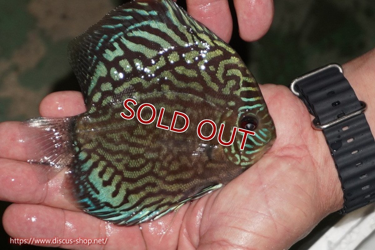 画像6: 【ディスカス】【通販】【無限の可能性を秘めた超絶激レア ストレイン】ウルトラセルーリアver2025【個体販売】12-13cm （生体）国産ディスカス　京都産 (6)