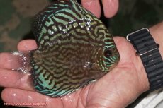 画像6: 【ディスカス】【通販】【無限の可能性を秘めた超絶激レア ストレイン】ウルトラセルーリアver2025【個体販売】12-13cm （生体）国産ディスカス　京都産 (6)