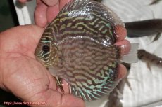 画像1: 【ディスカス】【通販】【無限の可能性を秘めた超絶激レア ストレイン】ウルトラセルーリアver2025【個体販売】12-13cm （生体）国産ディスカス　京都産 (1)