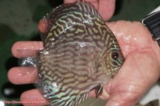 画像2: 【ディスカス】【通販】【無限の可能性を秘めた超絶激レア ストレイン】ウルトラセルーリアver2025【個体販売】12-13cm （生体）国産ディスカス　京都産 (2)