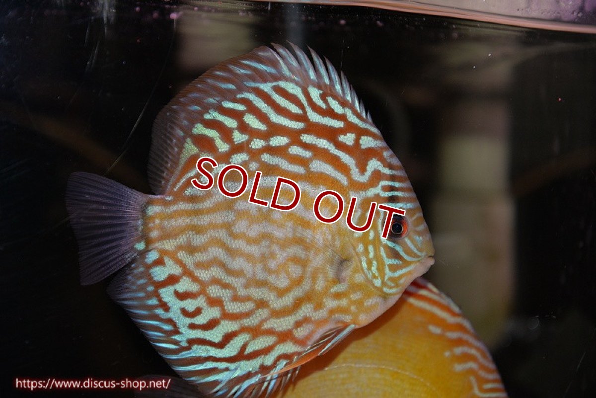 画像1: 【ディスカス】【通販】【無限の可能性を秘めた超絶激レア ストレイン】ウルトラセルーリアver2025【個体販売】12-13cm （生体）国産ディスカス　京都産 (1)