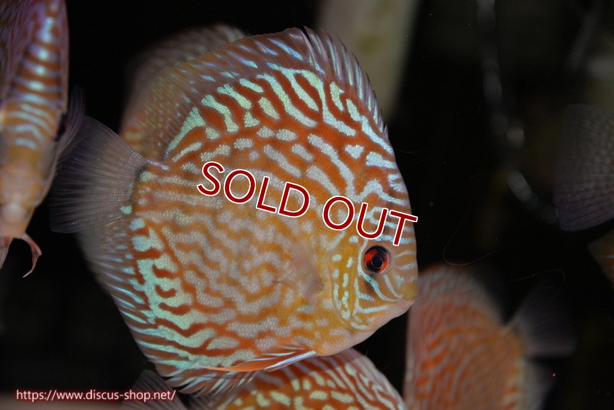 画像2: 【ディスカス】【通販】【無限の可能性を秘めた超絶激レア ストレイン】ウルトラセルーリアver2025【個体販売】12-13cm （生体）国産ディスカス　京都産 (2)