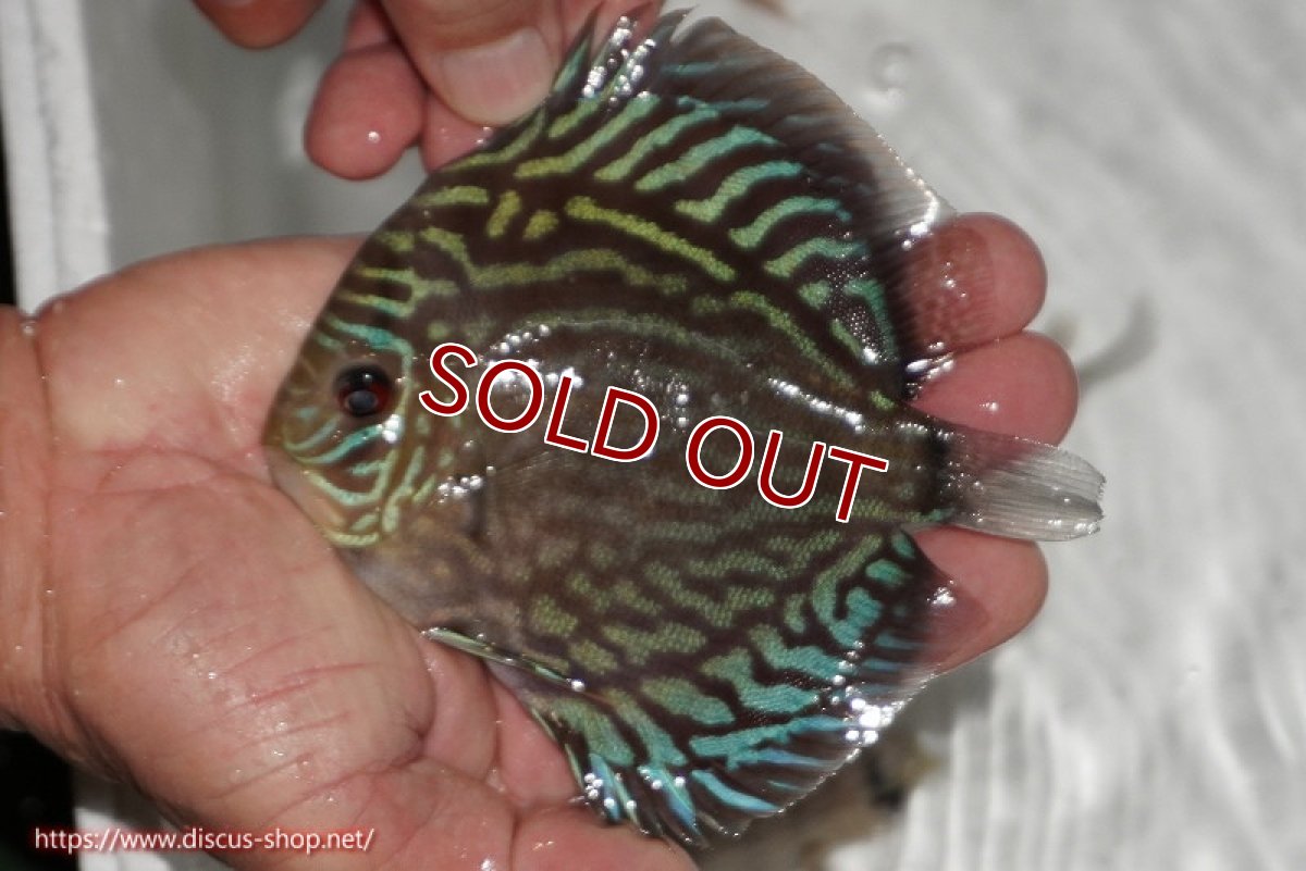 画像3: 【ディスカス】【通販】【無限の可能性を秘めた超絶激レア ストレイン】ウルトラセルーリアver2025【個体販売】12-13cm （生体）国産ディスカス　京都産 (3)