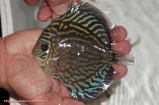 画像3: 【ディスカス】【通販】【無限の可能性を秘めた超絶激レア ストレイン】ウルトラセルーリアver2025【個体販売】12-13cm （生体）国産ディスカス　京都産 (3)