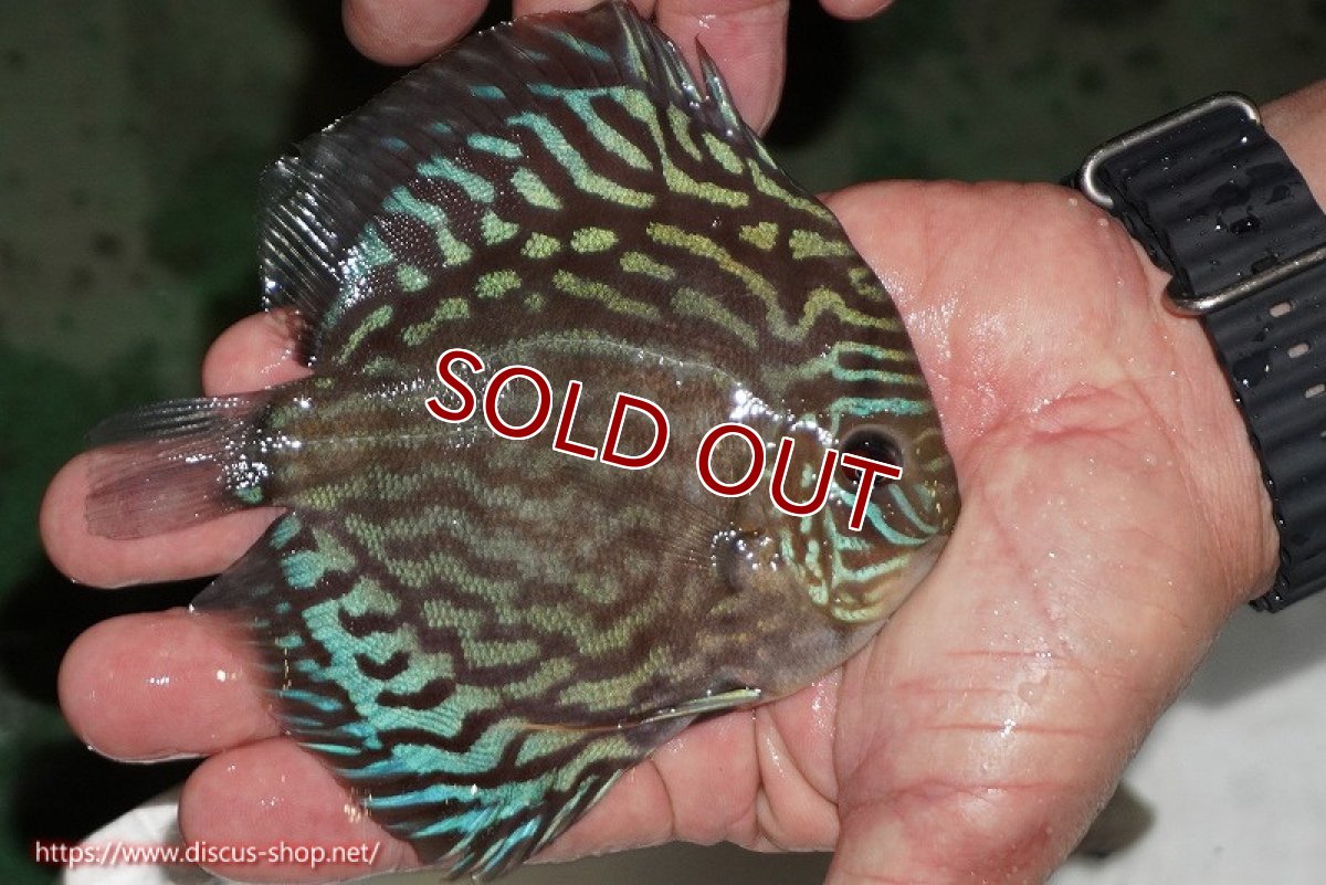 画像4: 【ディスカス】【通販】【無限の可能性を秘めた超絶激レア ストレイン】ウルトラセルーリアver2025【個体販売】12-13cm （生体）国産ディスカス　京都産 (4)