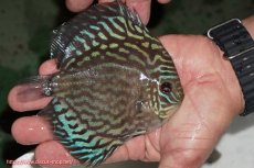 画像4: 【ディスカス】【通販】【無限の可能性を秘めた超絶激レア ストレイン】ウルトラセルーリアver2025【個体販売】12-13cm （生体）国産ディスカス　京都産 (4)