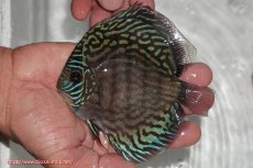 画像1: 【ディスカス】【通販】【無限の可能性を秘めた超絶激レア ストレイン】ウルトラセルーリアver2025【個体販売】12-13cm （生体）国産ディスカス　京都産 (1)