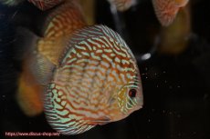 画像3: 【ディスカス】【通販】【無限の可能性を秘めた超絶激レア ストレイン】ウルトラセルーリアver2025【個体販売】12-13cm （生体）国産ディスカス　京都産 (3)