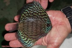 画像5: 【ディスカス】【通販】【無限の可能性を秘めた超絶激レア ストレイン】ウルトラセルーリアver2025【個体販売】12-13cm （生体）国産ディスカス　京都産 (5)