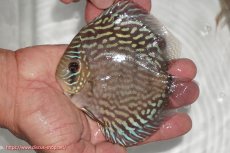 画像1: 【ディスカス】【通販】【無限の可能性を秘めた超絶激レア ストレイン】ウルトラセルーリアver2025【個体販売】12-13cm （生体）国産ディスカス　京都産 (1)