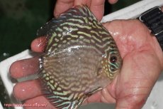 画像2: 【ディスカス】【通販】【無限の可能性を秘めた超絶激レア ストレイン】ウルトラセルーリアver2025【個体販売】12-13cm （生体）国産ディスカス　京都産 (2)