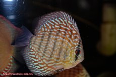 画像3: 【ディスカス】【通販】【無限の可能性を秘めた超絶激レア ストレイン】ウルトラセルーリアver2025【個体販売】12-13cm （生体）国産ディスカス　京都産 (3)