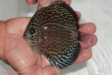 画像4: 【ディスカス】【通販】【無限の可能性を秘めた超絶激レア ストレイン】ウルトラセルーリアver2025【個体販売】12-13cm （生体）国産ディスカス　京都産 (4)