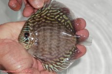 画像3: 【ディスカス】【通販】【無限の可能性を秘めた超絶激レア ストレイン】ウルトラセルーリアver2025【個体販売】12-13cm （生体）国産ディスカス　京都産 (3)