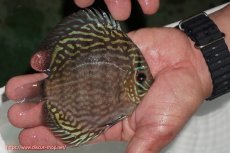 画像4: 【ディスカス】【通販】【無限の可能性を秘めた超絶激レア ストレイン】ウルトラセルーリアver2025【個体販売】12-13cm （生体）国産ディスカス　京都産 (4)